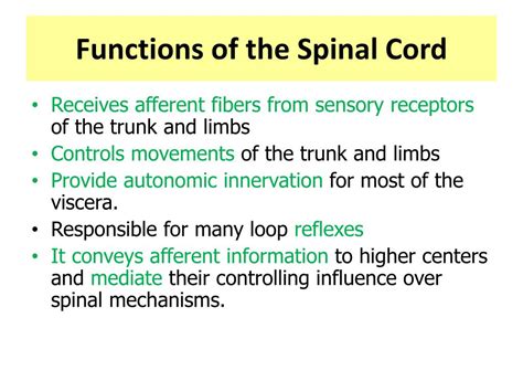 PPT - Spinal Cord PowerPoint Presentation, free download - ID:2155523