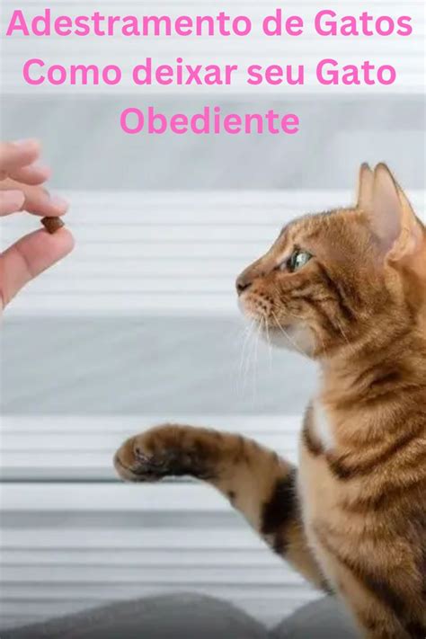 Como Os Gatos Se Comunicam Os Tipos De Miados Mais Comuns E