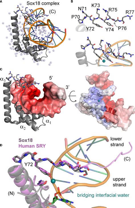 Frontiers Tenuous Transcriptional Threshold Of Human Sex