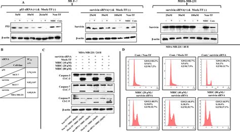 Survivin Gene Silencing Increases The Sensitivity Of Mda Mb 231 To