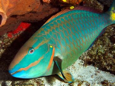 Stoplight Parrotfish Sparisoma Viride Parrotfishes Tropical Reefs