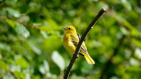 Yellow Warbler Song June Youtube