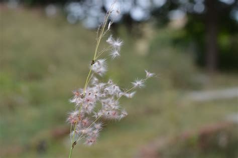 Free Images Nature Branch Blossom Meadow Prairie Leaf Flower