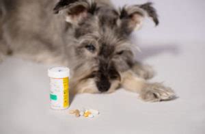 Antibiotics 101: A Guide to Doxycycline for Dogs | CertaPet