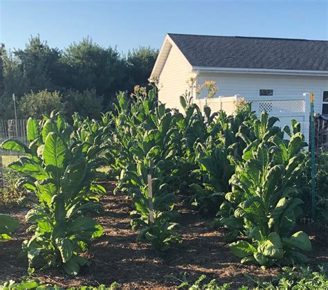 Virginia Gold Tobacco Seed Nicotiana Tabacum Etsy