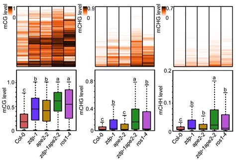 Ape2 Acts In Dna Demethylation Plantae