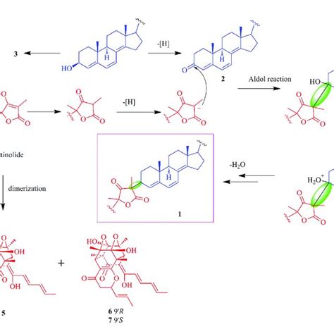 Proposed Biosynthetic Pathway Of 1 And Related Compounds Download