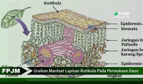 Intip 6 Manfaat Lapisan Kutikula Daun Yang Bikin Kamu Penasaran