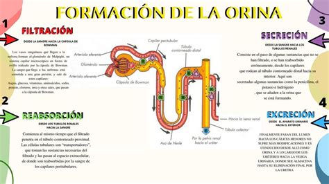 Formación de la Orina Janelly Xolaltenco uDocz in 2024 Study