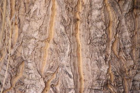 Images Gratuites La Nature Bois Palmier Texture Corce Formation