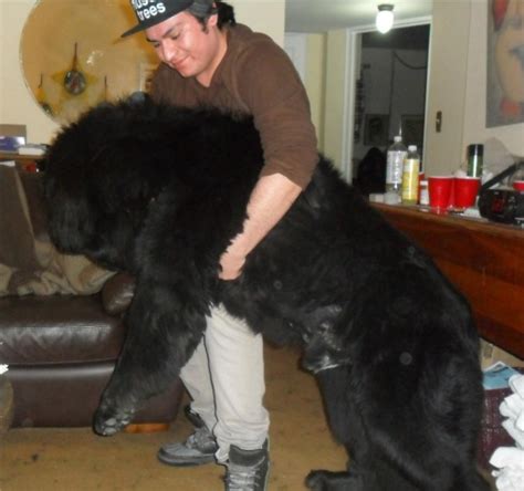 Newfoundland Dog Size Comparison | [#] Lunawsome