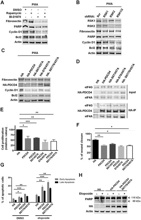 RSK Mediated Regulation Of PDCD4 Is Required For The Proliferation