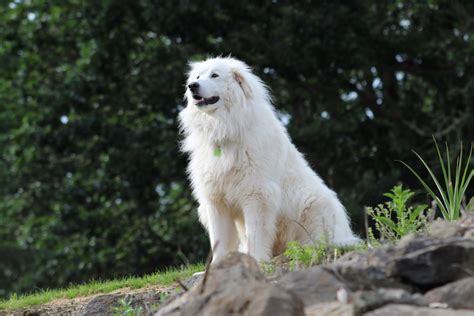 250+ Popular & Unique Great Pyrenees Names – Dogster