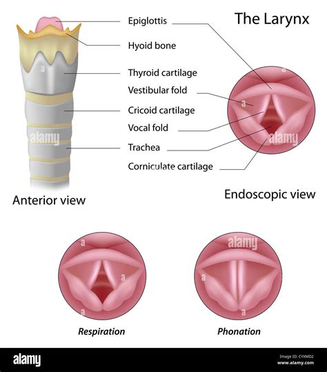 Anatomy Of The Larynx Stock Photo Alamy