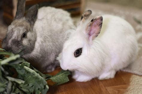 Dürfen Kaninchen Rucola essen