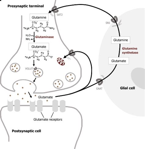 2 Neurotransmitters — Ach Glutamate Gaba And Glycine Medicine