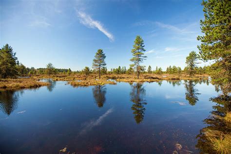 Pine Trees Growing In Bog Ecosystem Photograph by Christopher Kimmel - Pixels