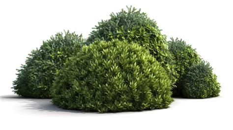 Shrub Four Different Types Of Shrubs Are Shown Backgrounds | JPG Free ...