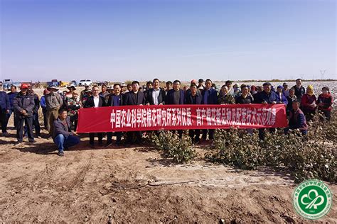 中棉所在伽师县开展系列优质棉花新品种示范现场观摩会 中国农业科学院棉花研究所