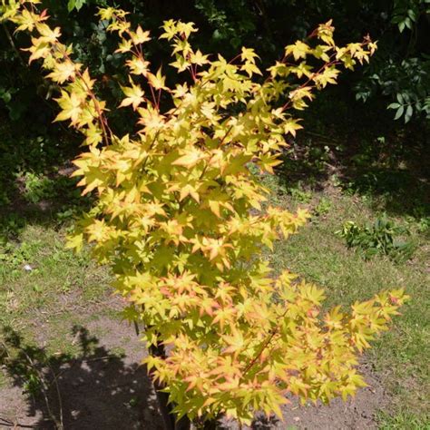 Acer Palmatum Summer Gold