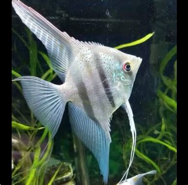 Belem Sky Blue Angelfish Buy Fish Online