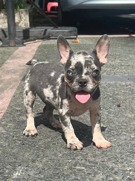 Lilac Tan Merle French Bulldog Pet Finder Philippines Buy And Sell