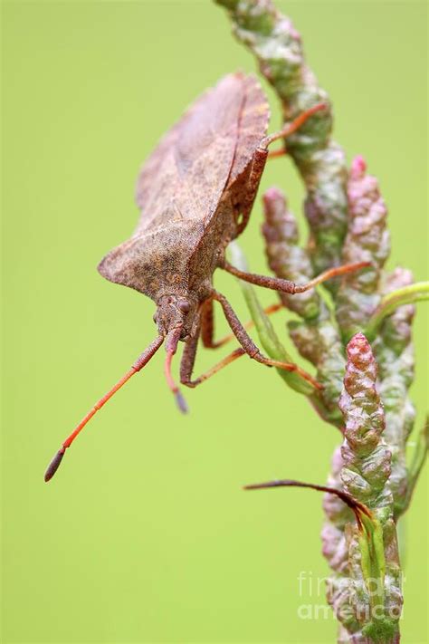 Dock Bug By Heath Mcdonald Science Photo Library