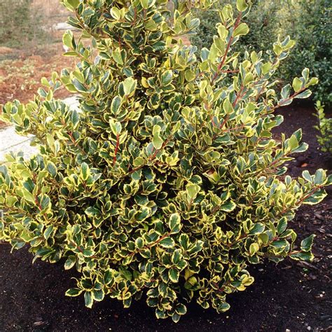 Падуб в ландшафтном дизайне (55 фото) - красивые картинки и HD фото