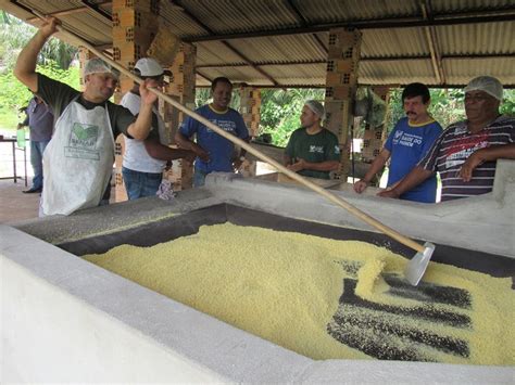 Farinha Produzida Em Viana D Salto De Qualidade Ap S Capacita O De