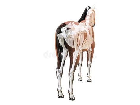 The Horse Anatomy - Skeleton Stock Illustration - Illustration of ...