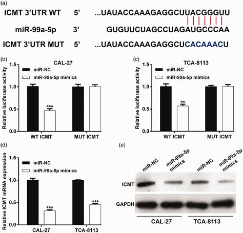 MicroRNA 99a 5p Suppresses Cell Proliferation Migration And Invasion