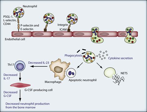 Neutrophils From Marrow To Microbes Immunity