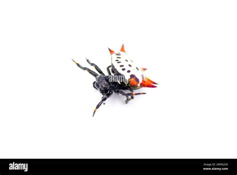 Spiny Backed Orb Weaver Spider Gasteracantha Cancriformis Aka Crab Or Kite Spider Crawling