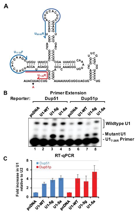 A Reporter Based Cellular Assay For Monitoring Splicing Efficiency