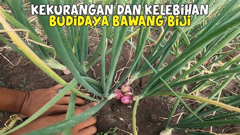 Kekurangan Dan Kelebihan Budidaya Bawang Merah Dari Biji Youtube