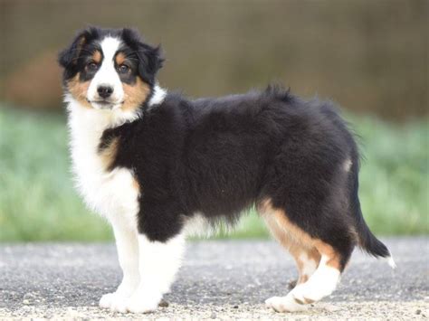 Chiots Femelles Bergers Australiens Tricolores Lof Acheter Petite