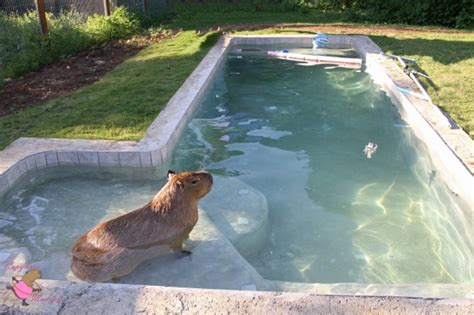 Capybara Swimming Pool