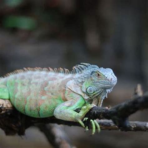 Are iguanas pets? - DIY Seattle