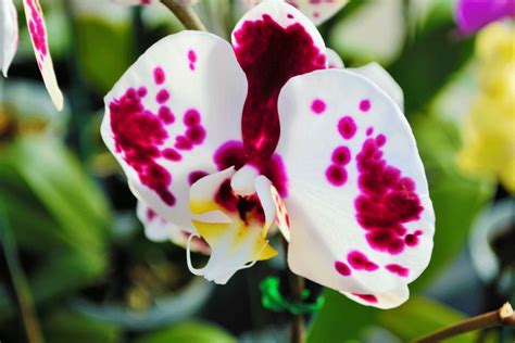 How To Grow Orchids Indoors Stutzmans Greenhouse And Garden Centers