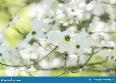 Bl Hender Hartriegel Kornelkirsche Florida Fr Hjahr Stockbild Bild