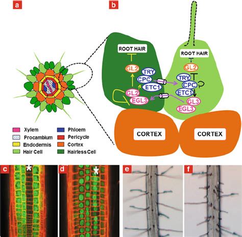 4 Intercellular Movement Of Proteins In Root Epidermal Patterning In