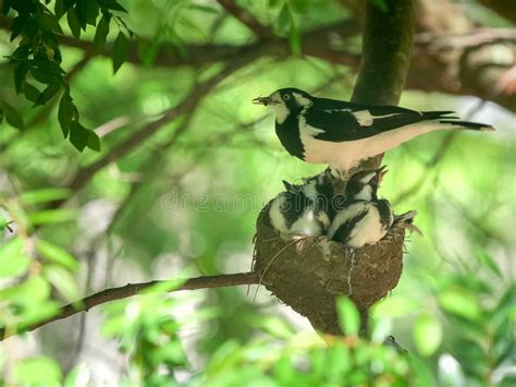 Magpie Nest Stock Image Image Of Twigs Outdoors Wild 30368051