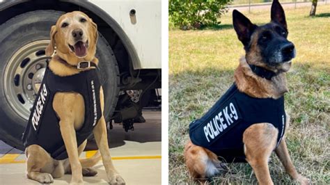 Two Cspd K9s Receive Donation Of Body Armor Fox21 News Colorado