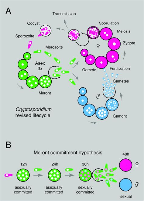 Model Of Cryptosporidium Life Cycle And Sexual Commitment A Download Scientific Diagram