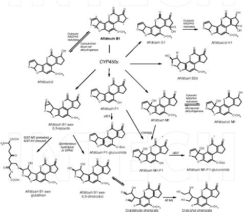 Figure 1 From Biotransformation Of Aflatoxin B 1 And Its Relationship