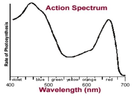 Action Spectrum Of Photosynthesis