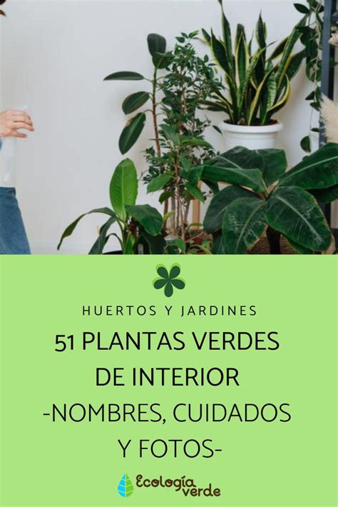 51 Plantas Verdes De Interior Nombres Cuidados Y Fotos Plantas Verdes Plantas Plantas De