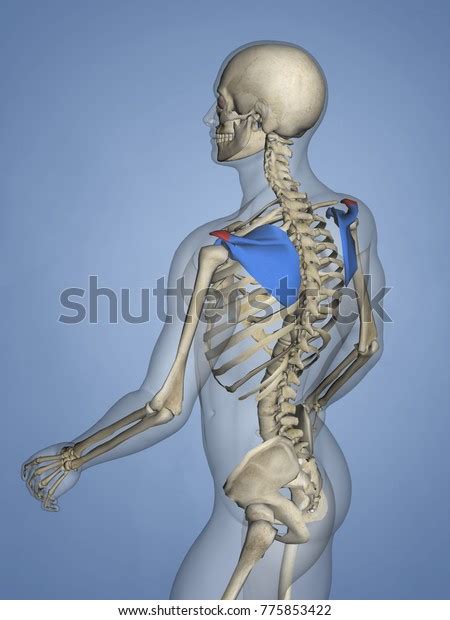 Acromion Scapula Mskelscapulaacromion 10 3d Model Stock Illustration 775853422 Shutterstock