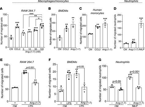 Macrophage And Neutrophil Chemotaxis After Ang 1 7 Treatment Raw Download Scientific Diagram