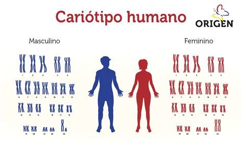 Reprodução assistida e genética o que é importante saber Clínica